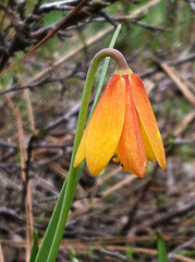 Fritillaria pudica