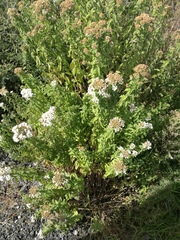 Ageratina brevipes