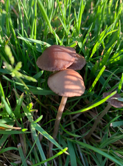 Panaeolus foenisecii