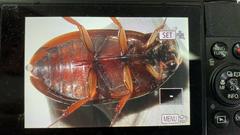 Sternolophus rufipes