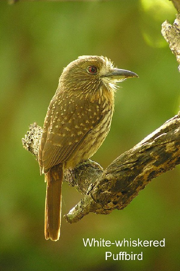 Streaked Puffbirds