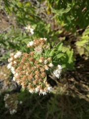 Ageratina brevipes