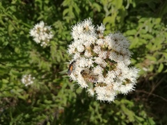 Ageratina brevipes