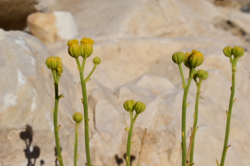 narrowleaf laphamia (Perityle intricata)