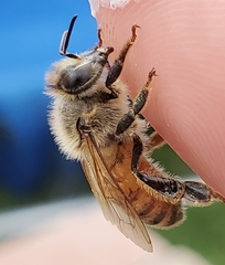 Apis mellifera