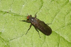 Rhamphomyia longicauda