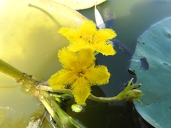 Nymphoides fallax