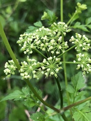Thaspium