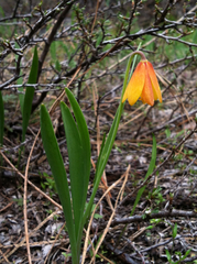 Fritillaria pudica