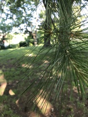 Pinus strobus