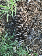 Pinus strobus