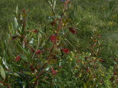 Salix serissima