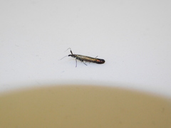 Coleophora mayrella