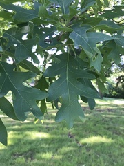 Quercus alba