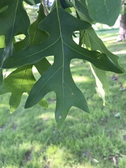 Quercus alba
