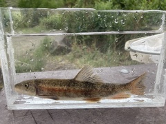 Catostomus columbianus