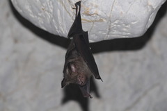 Hipposideros