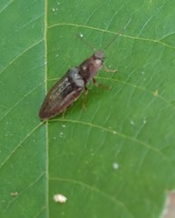 Dixicollis divaricatus