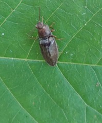 Dixicollis divaricatus