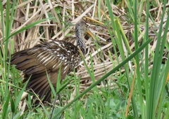 Aramus guarauna