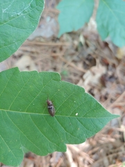 Dixicollis divaricatus