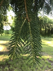 Picea breweriana