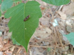 Dixicollis divaricatus