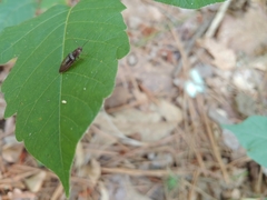 Dixicollis divaricatus