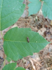 Dixicollis divaricatus