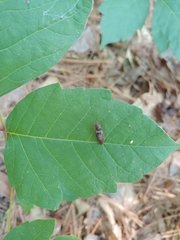 Dixicollis divaricatus