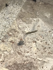 Leptocerus americanus