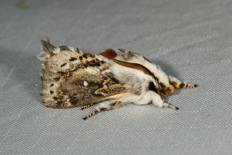 Porela delineata