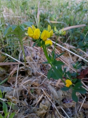 Lotus corniculatus