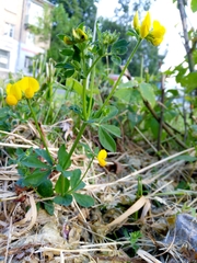 Lotus corniculatus