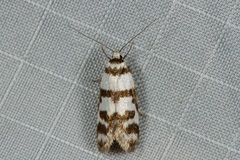 Philobota impletella