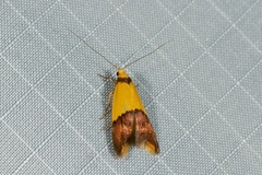 Hemibela oxyptera