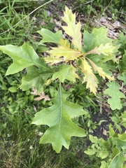 Quercus velutina
