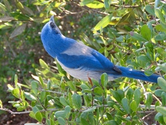 Aphelocoma coerulescens