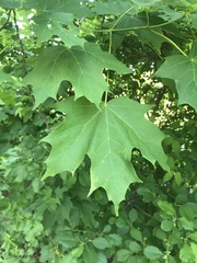 Acer platanoides