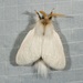 Long-tailed Bombyx - Photo (c) dhfischer, some rights reserved (CC BY-NC), uploaded by dhfischer
