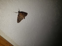 Aglossa pinguinalis