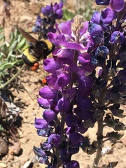 Bombus crotchii