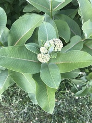Asclepias syriaca