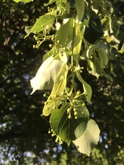 Tilia americana