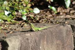 Anolis carolinensis