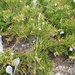 Juniperus horizontalis - Photo ללא זכויות יוצרים