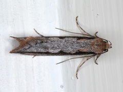 Leptocroca sanguinolenta