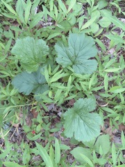 Geum laciniatum