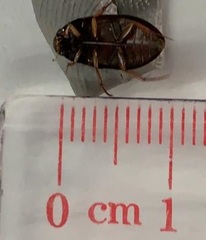 Sternolophus rufipes