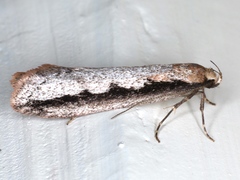 Leptocroca sanguinolenta